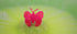 Anillos de mariposa coleccionables Zimpli Kids